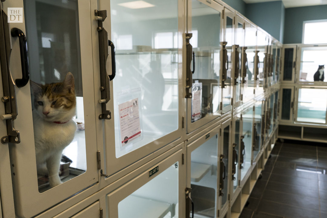 Lubbock Animal Shelter | Gallery | dailytoreador.com