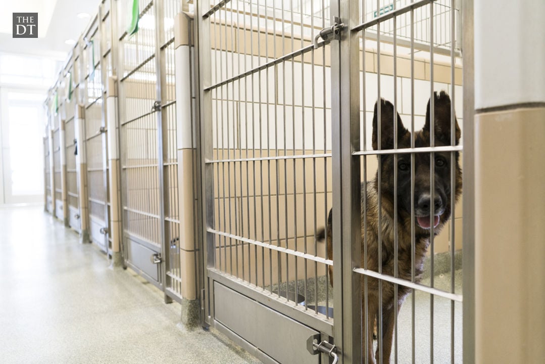 Lubbock Animal Shelter | Gallery | dailytoreador.com