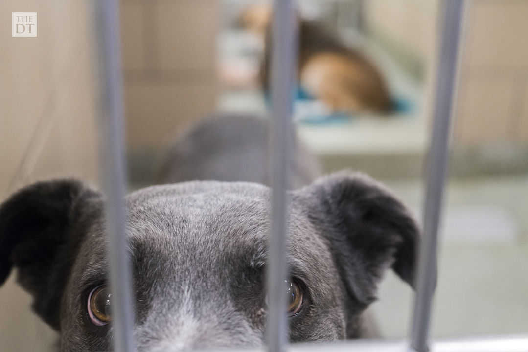 Lubbock Animal Shelter Gallery