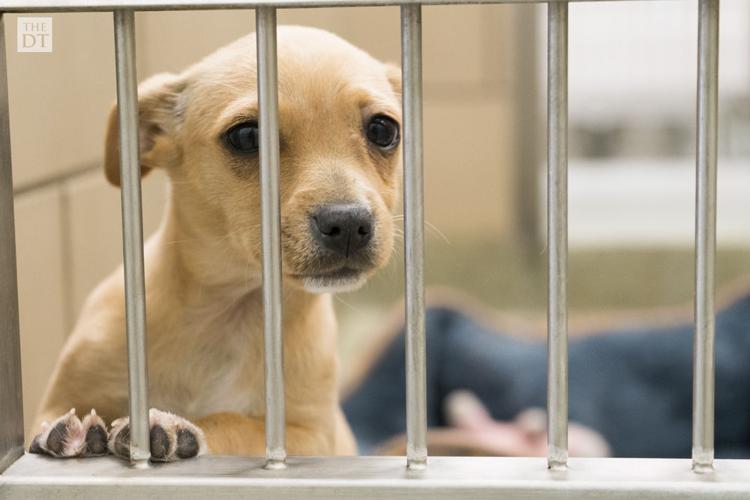 Lubbock Animal Shelter Gallery
