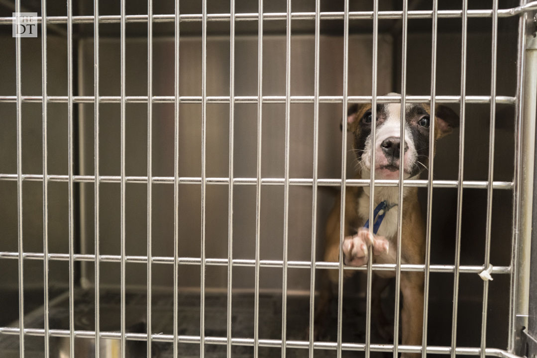Lubbock Animal Shelter | Gallery | dailytoreador.com