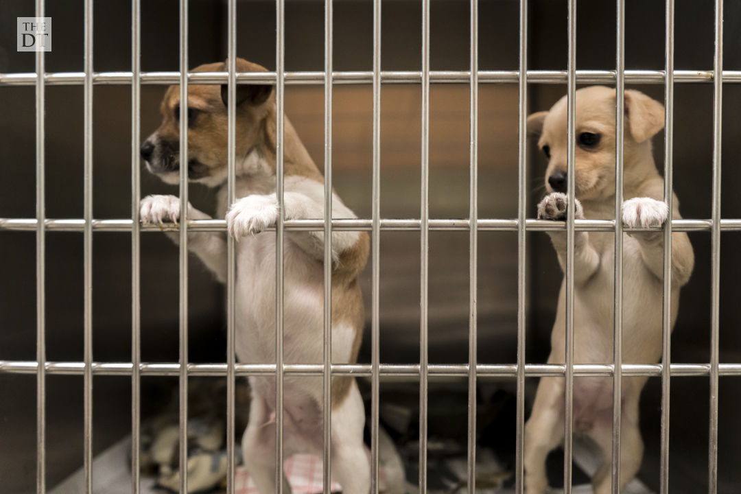 Lubbock Animal Shelter Gallery