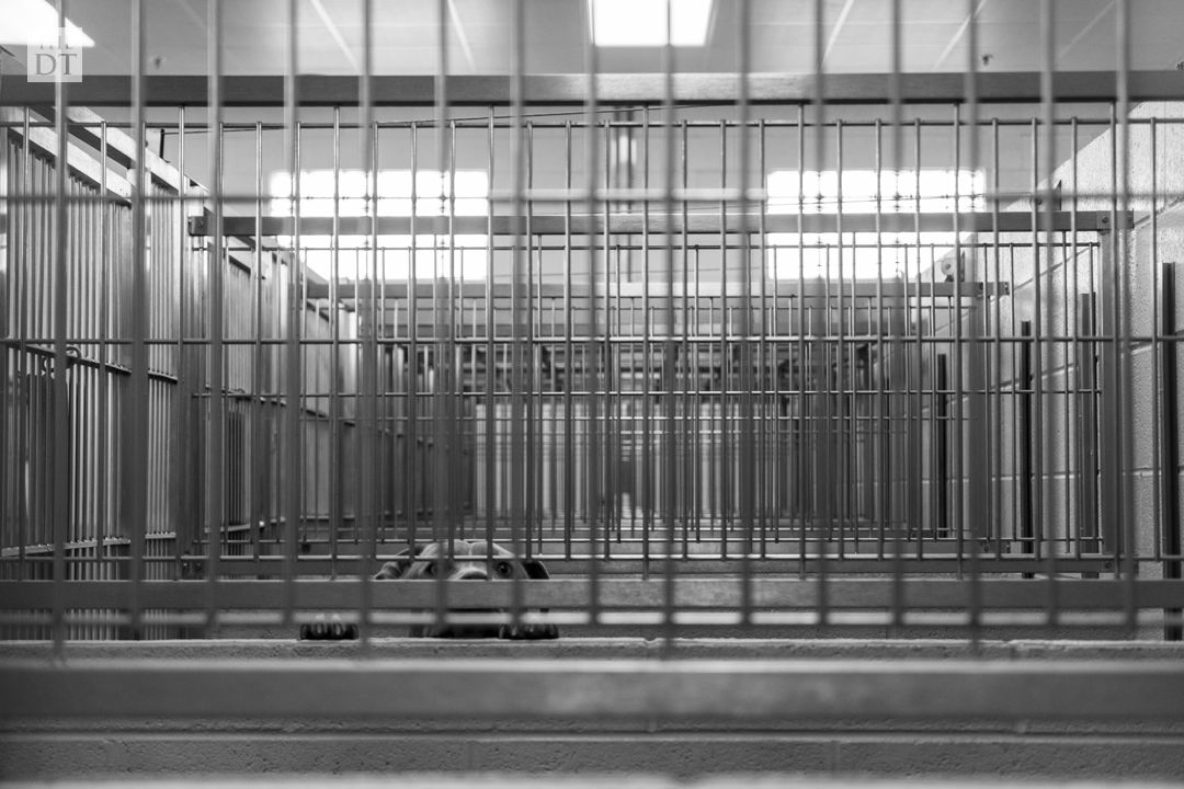 Lubbock Animal Shelter | Gallery | dailytoreador.com