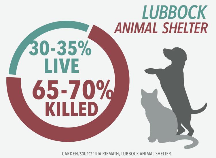 rate-of-animal-euthanasia-high-with-lubbock-animal-services-news