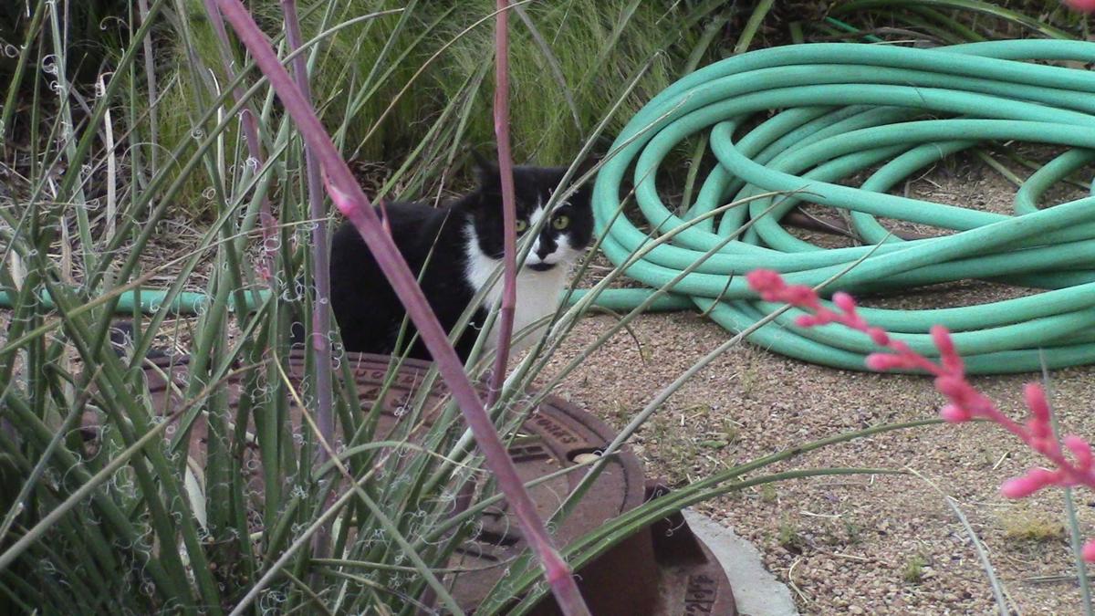 Tech Feral Cat Coalition Gives Ferals Second Chance La Vida