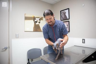 Veterinarians Discuss Benefits Of Vet School News Dailytoreador Com