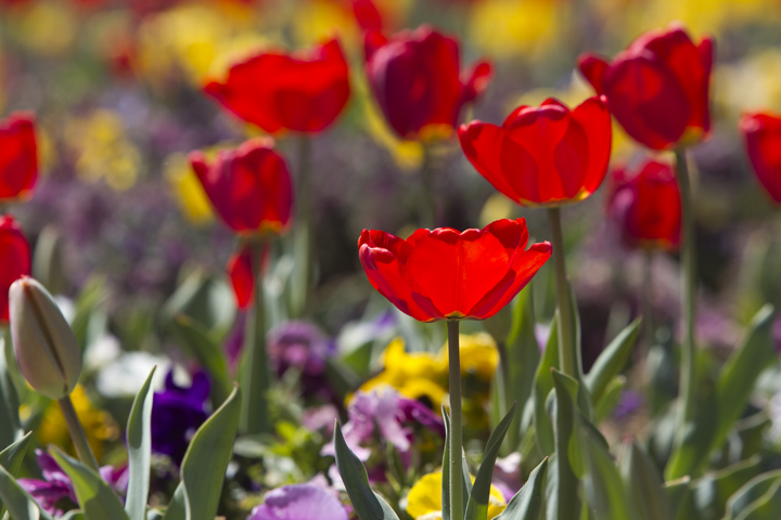 Texas Tech Tulips | Featured | dailytoreador.com
