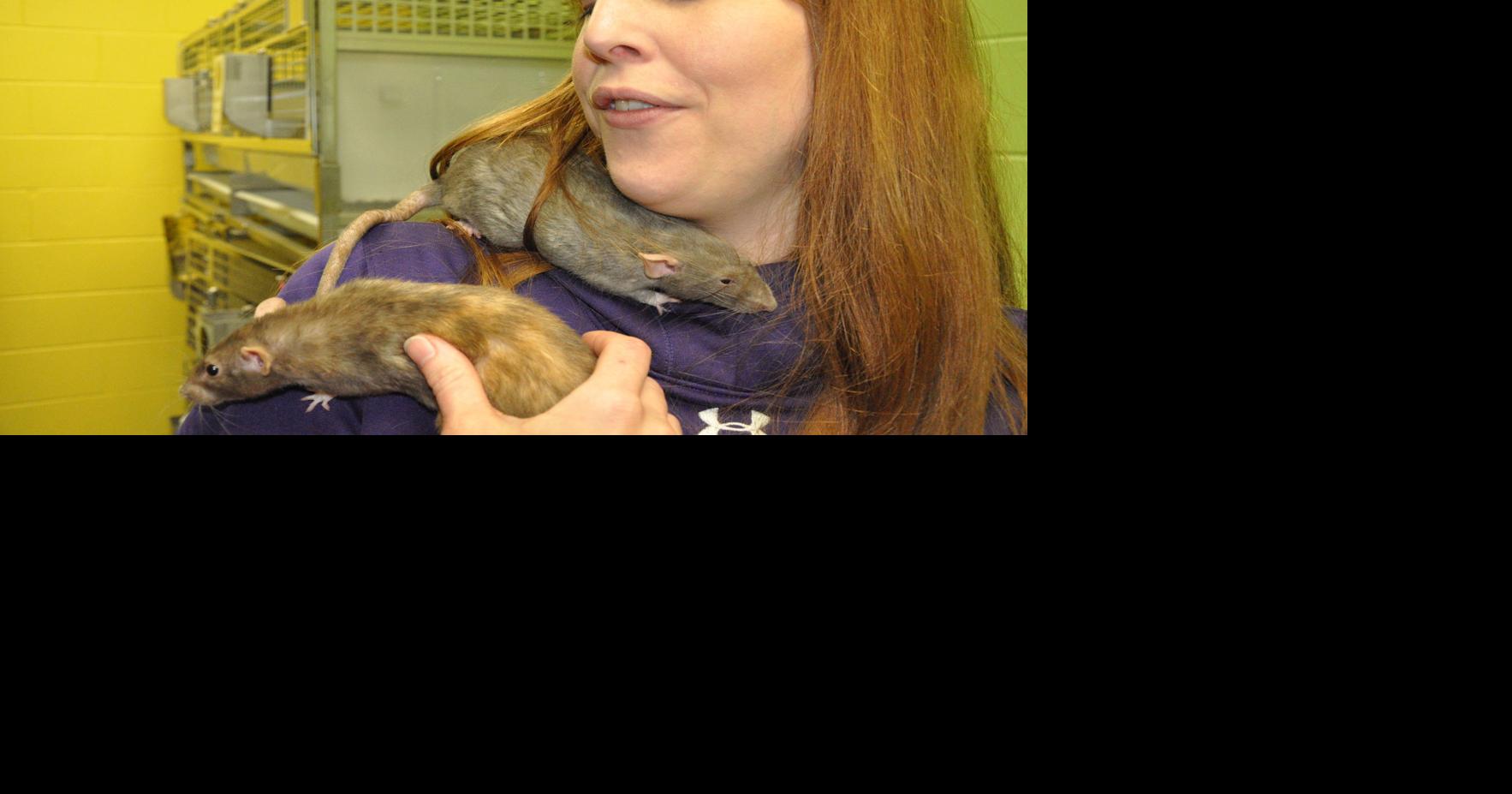 Humane Society's 'ambassador rats' share compassion | News | dailyunion.com