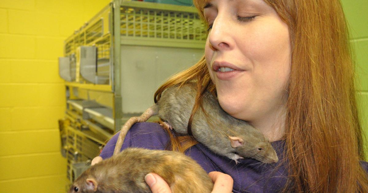 Humane Society's 'ambassador rats' share compassion | News | dailyunion.com