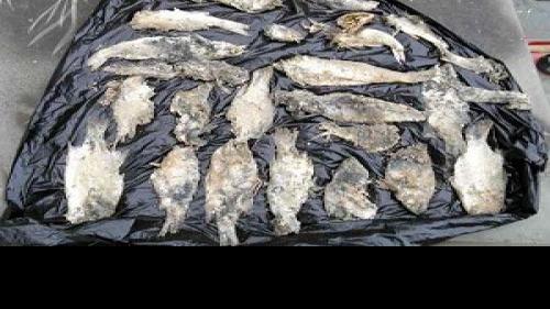 Seiners Charged In Fish Kill News Dailyunion Com