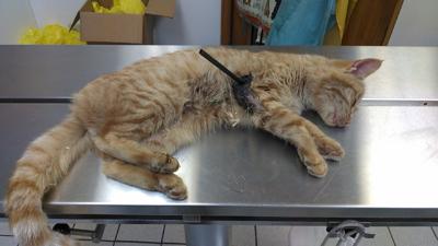 Cat Recuperating After Being Shot With Arrow Reward Eyed News