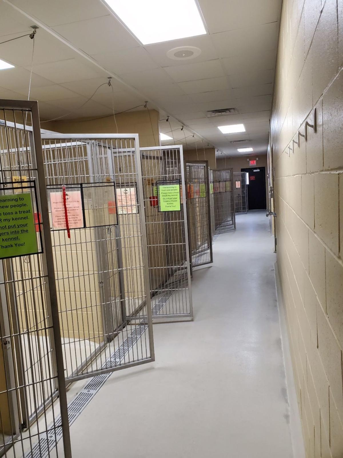Humane Society of Jefferson County pet adoptions empty dog kennels