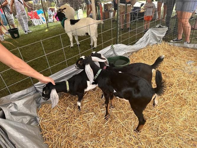 Jefferson County locals attend annual Goat Fest Jefferson