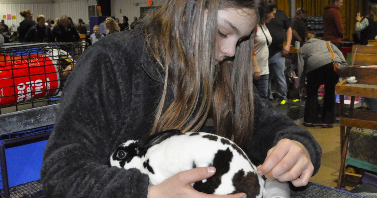 Wild Rabbit Show Badger Rabbit Show draws annual crowd to Fair Park | Local | dailyunion.com