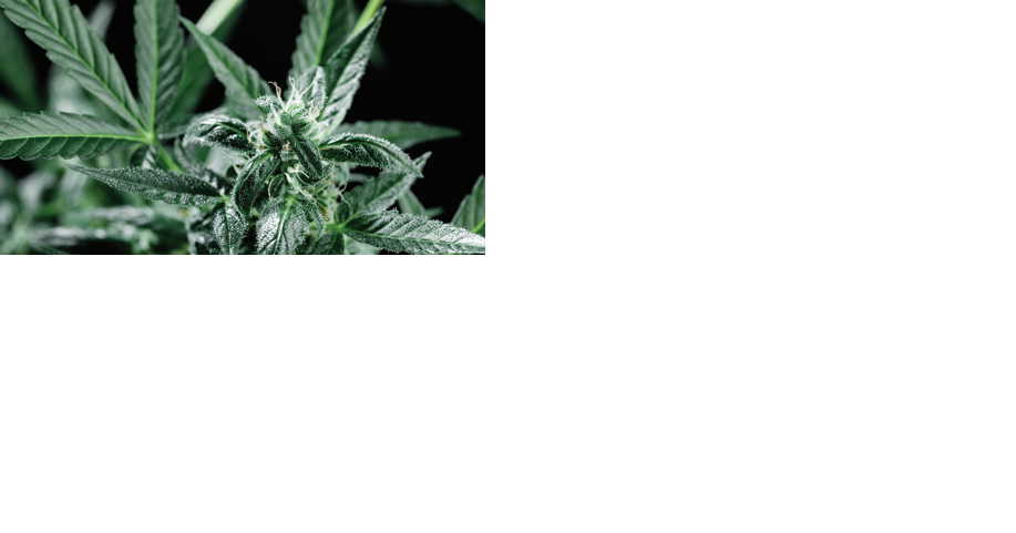 Recreational marijuana initiative launched in Florida - Vimarsana News