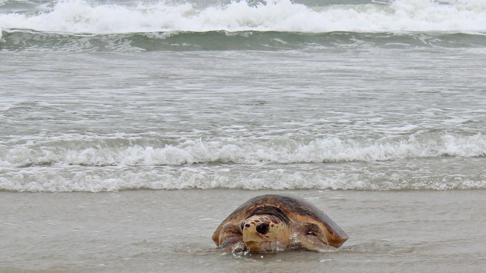 Sea turtle nesting season starts May 1 - Vimarsana News