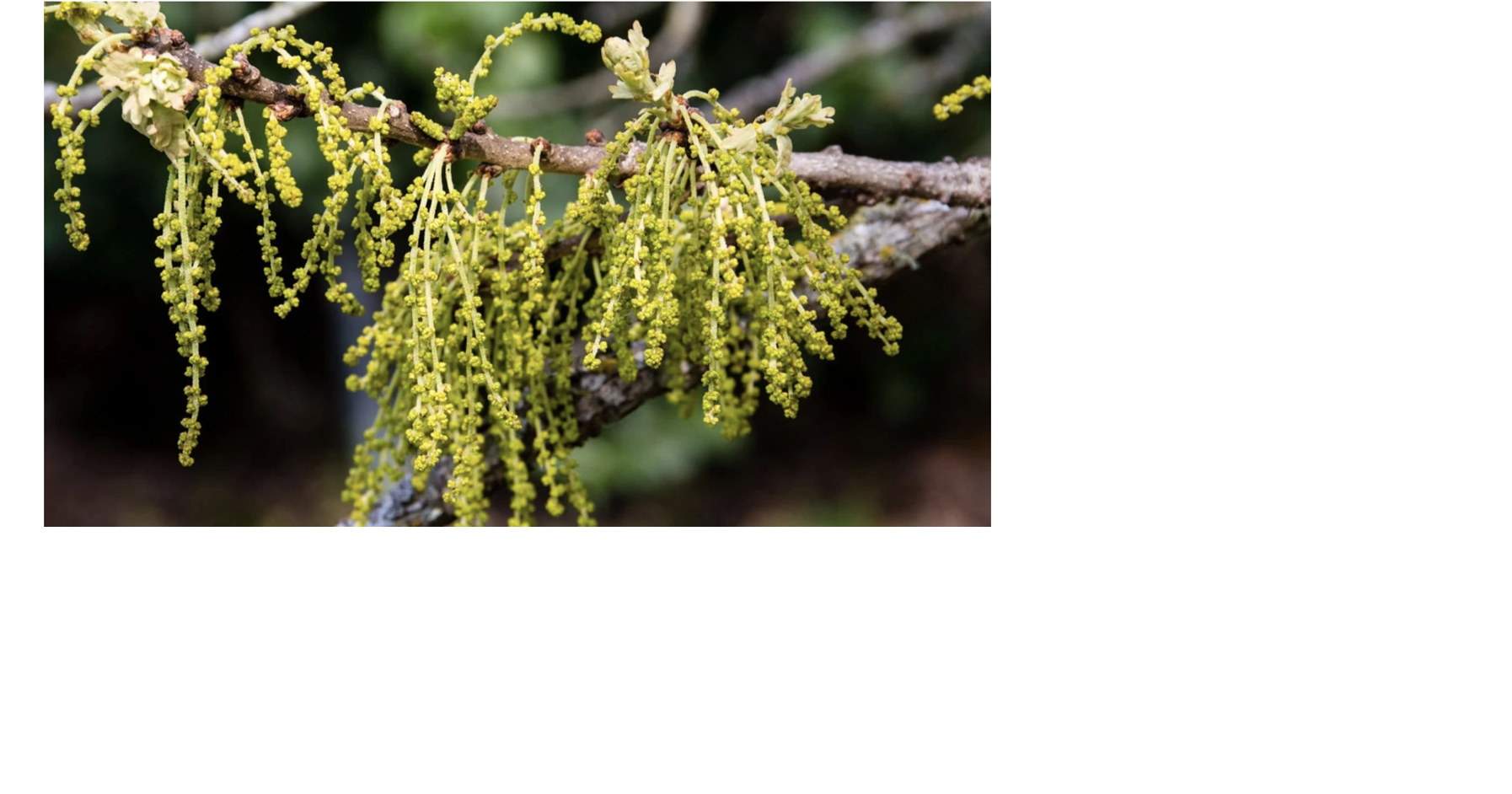 Daytona ranks 49th in list of ‘allergy capitals’