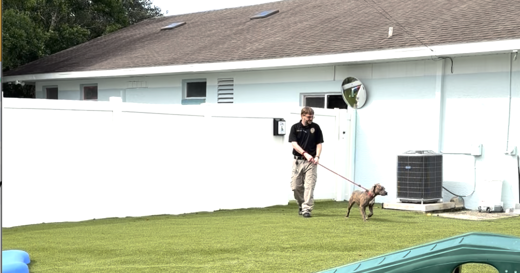 From arrival to adoption: How the county animal shelter prepares pets for new ho...