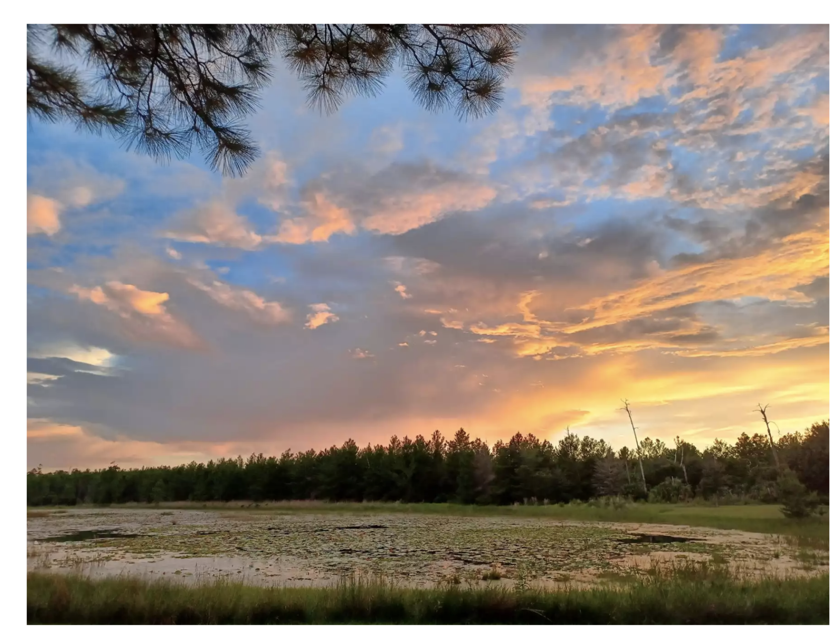Tom Forest Embry Riddle Embry-Riddle airstrip expansion would clear acres of trees in Ocala ...