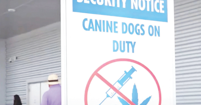 Carnival using drug dogs to stop onboard weed use - Vimarsana News
