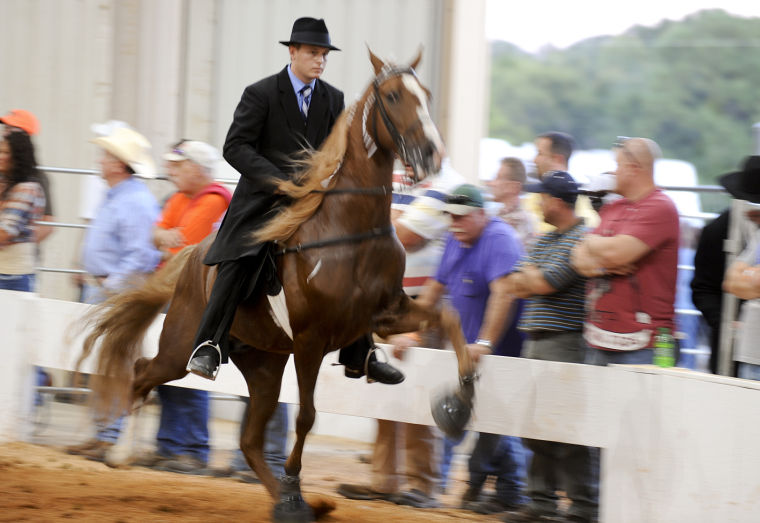 Racking Horse World Celebration News