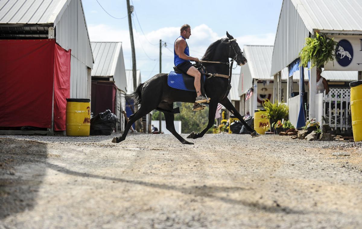 Racking Horse World Celebration News