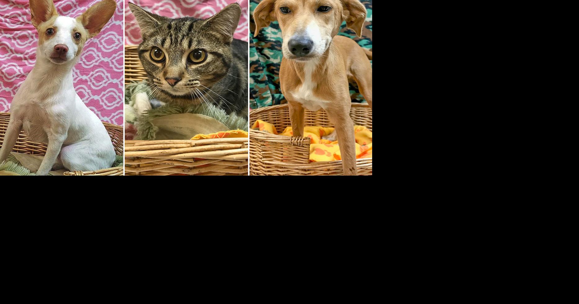 Pets of the Week | Decatur | decaturdaily.com