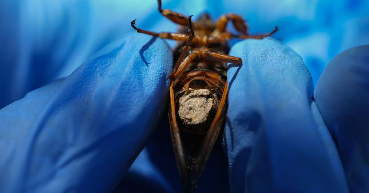 Decatur Bugs Collecting sex-crazed zombie cicadas on speed: Scientists track a bug ...