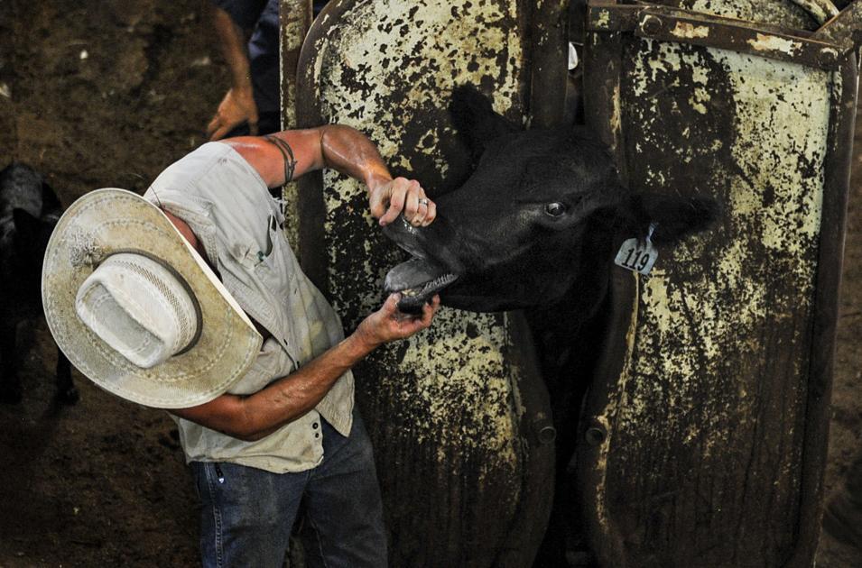 Valley Stockyard Leaving Decatur After 63 Years Local News