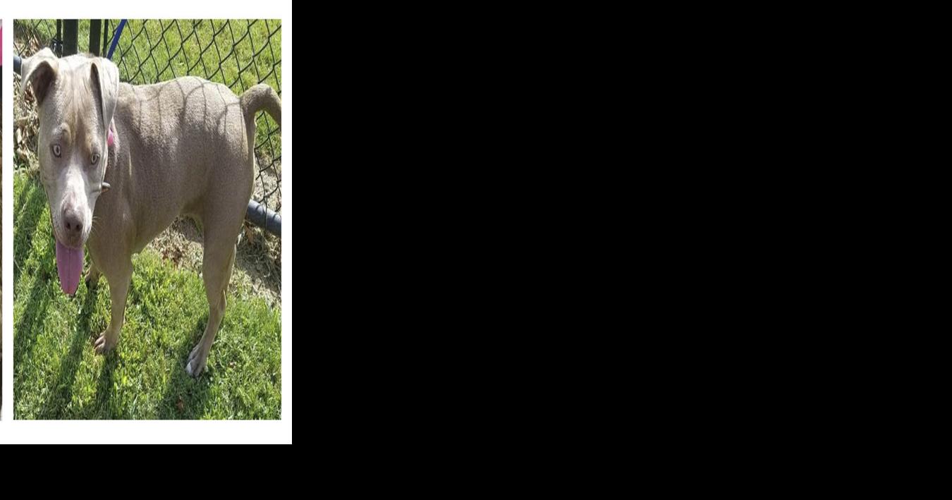 Pets of the week | Decatur | decaturdaily.com