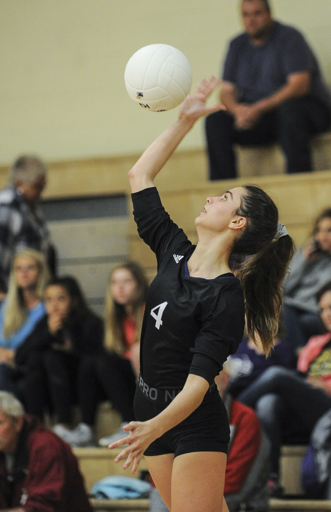 Volleyball area tournament in Danville Sports