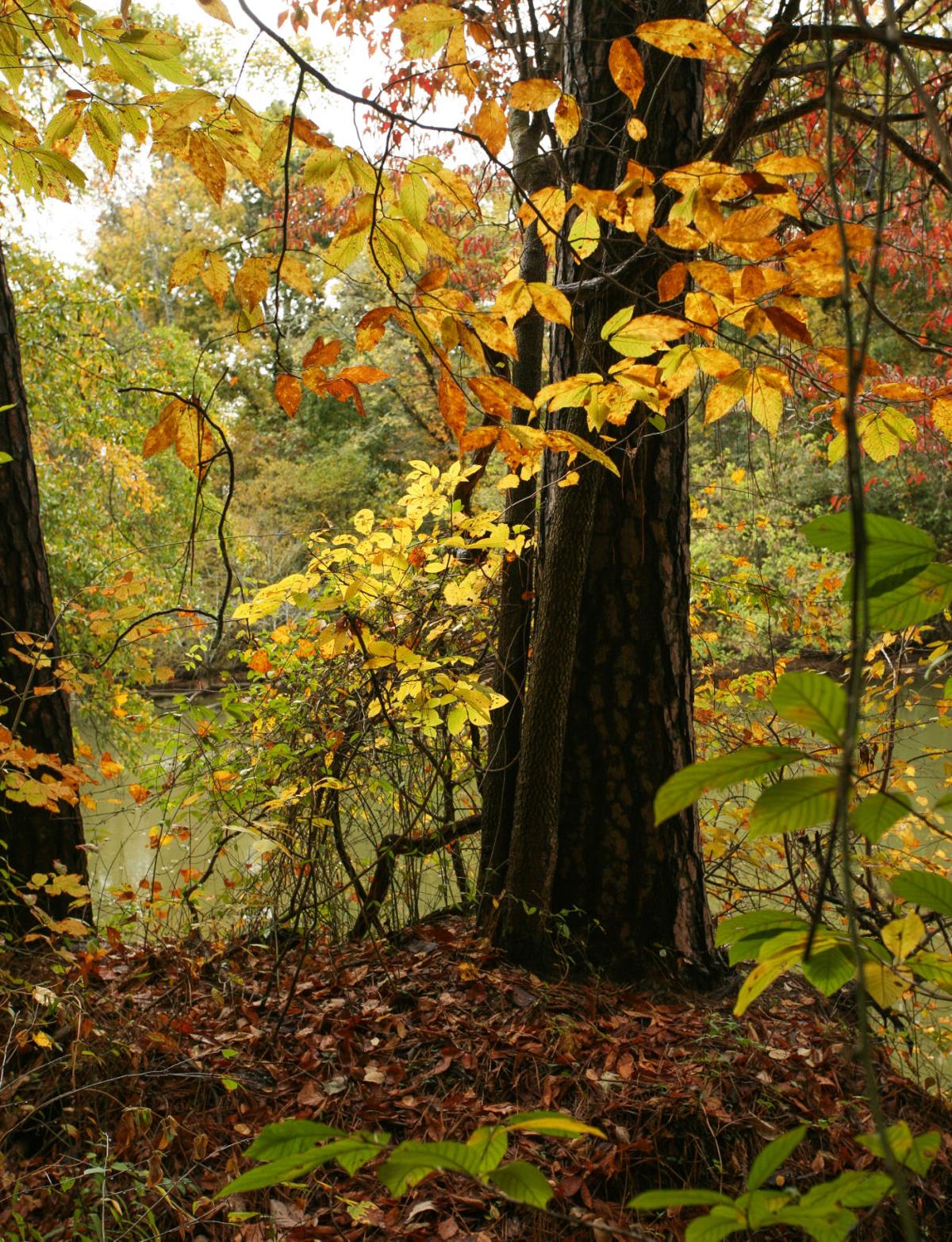 Fall Foilage | Gallery | decaturdaily.com