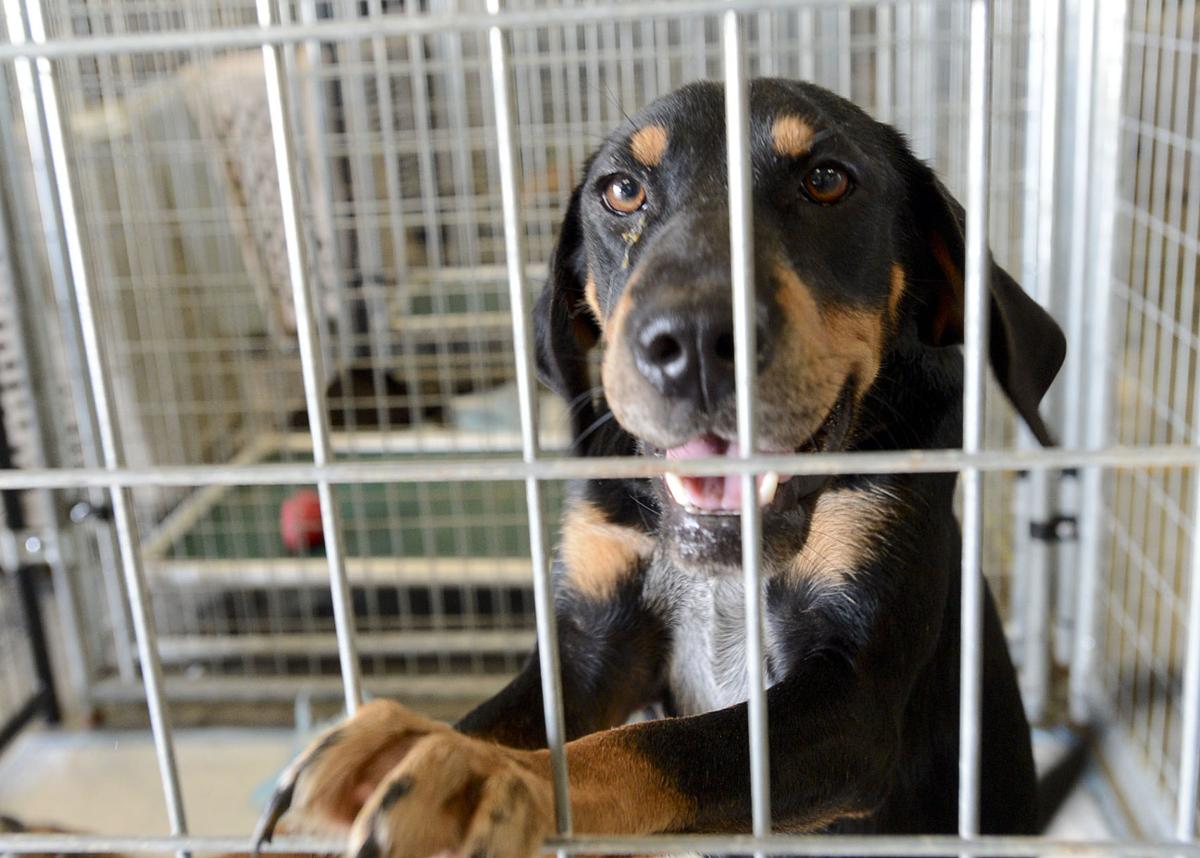 Lawrence County ASPCA Emergency Animal Shelter News