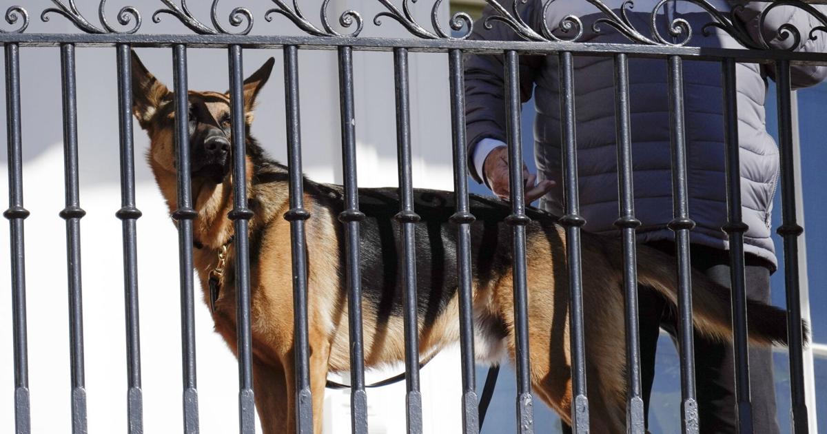 Biden's dog Commander has bitten Secret Service officers 10 times in four months, records show