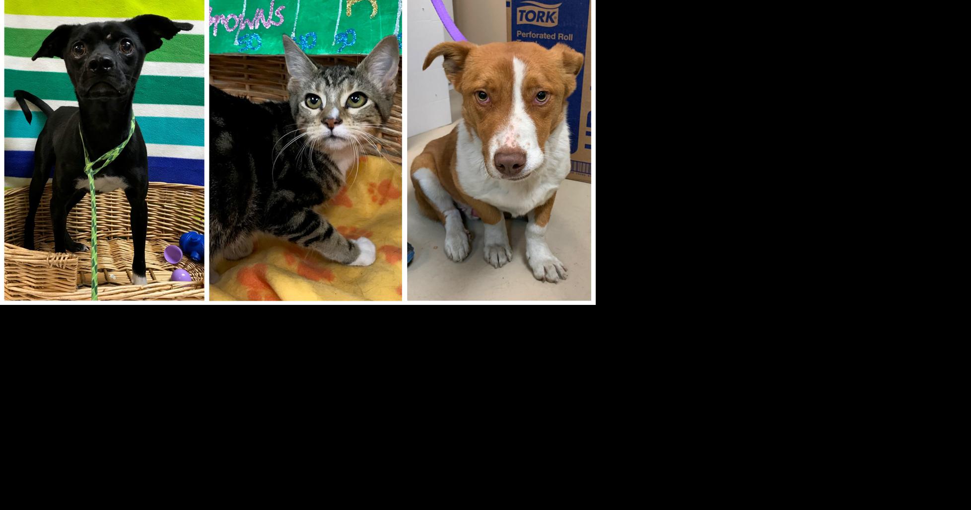 Pets of the Week | Decatur | decaturdaily.com