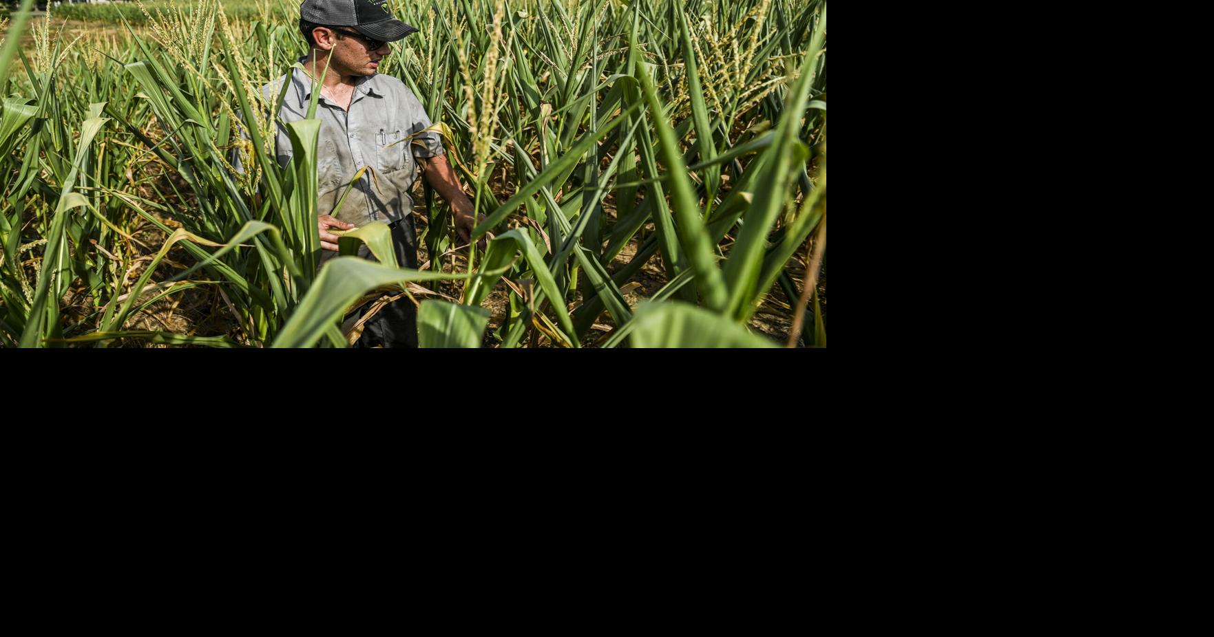 Abnormally dry weather causing problems for area farmers | Local News ...