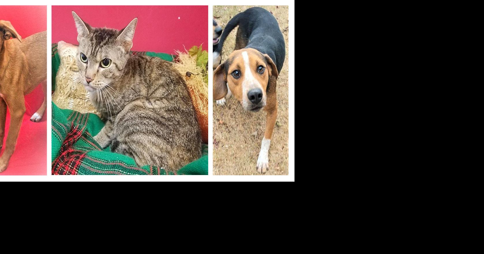 Pets of the week | Decatur | decaturdaily.com