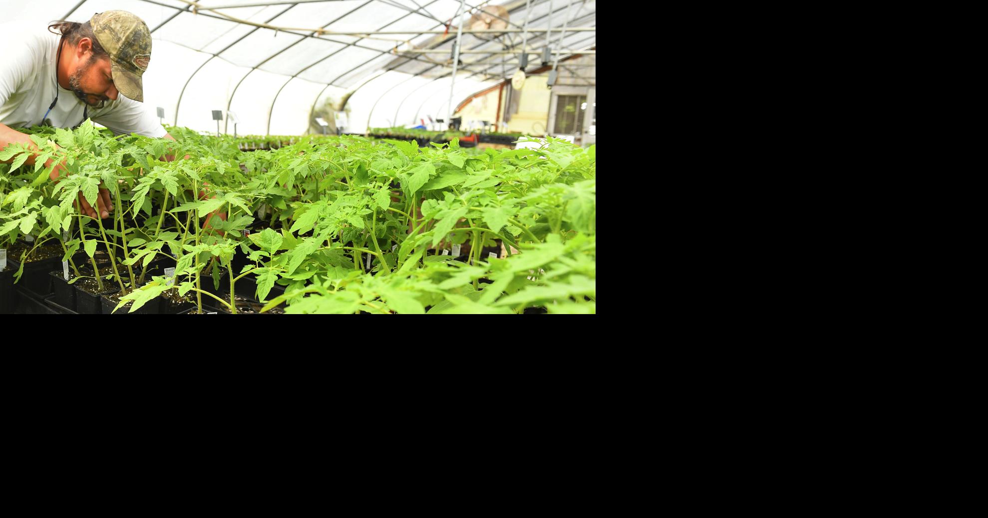 Growing Gains: Planting spring vegetable gardens | Food | decaturdaily.com