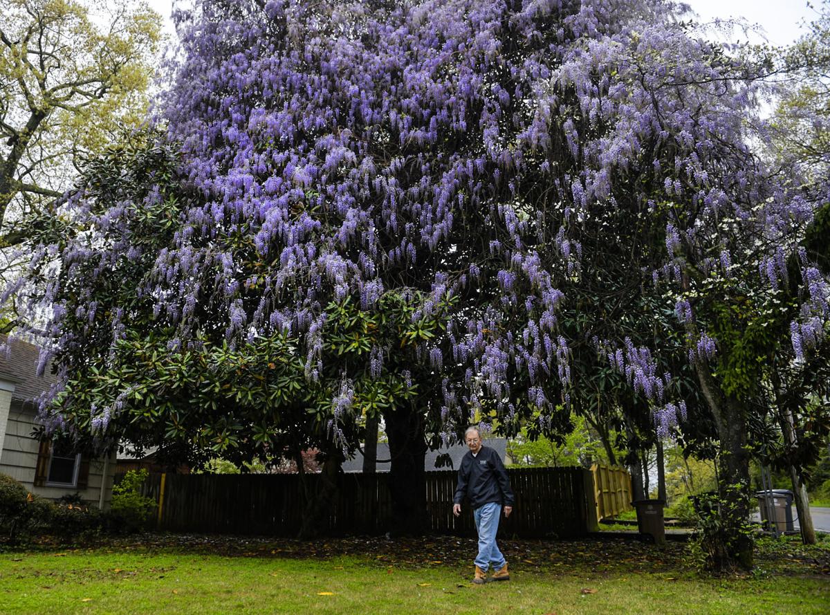 D210401 wisteria