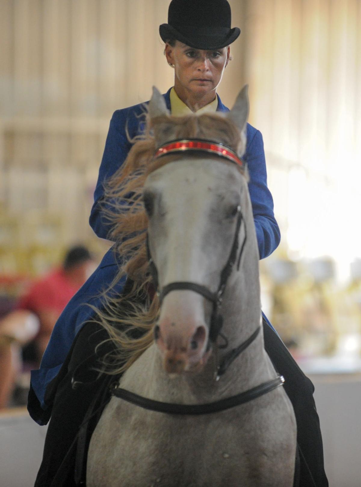 Racking Horse Practice News