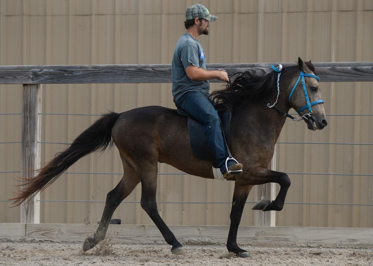 Racking Horse World Celebration Gallery