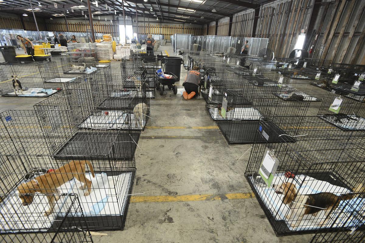 Lawrence County ASPCA Emergency Animal Shelter News