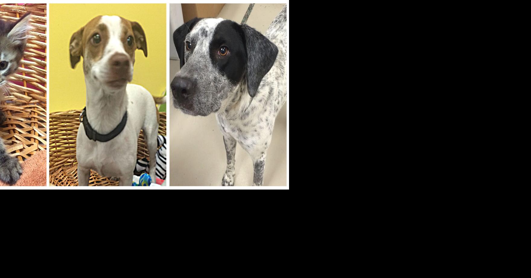 Pets of the week | Decatur | decaturdaily.com