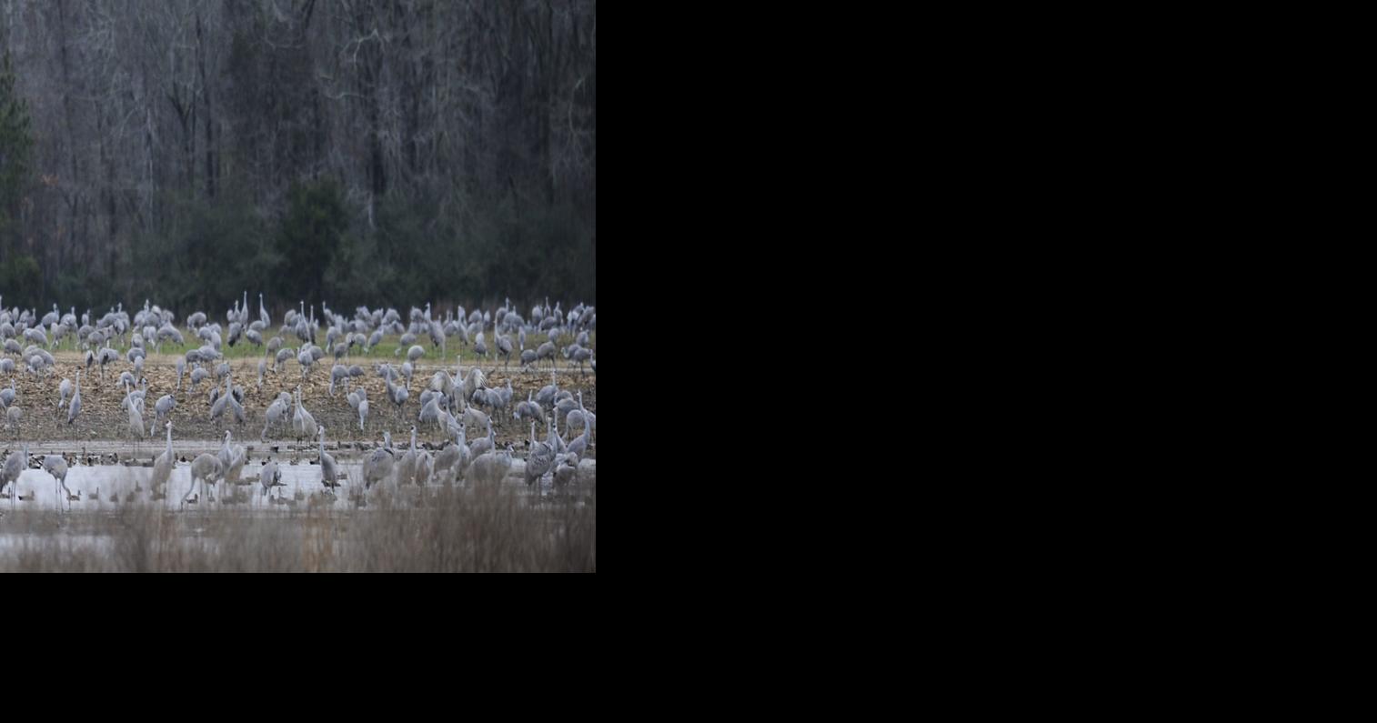 Wheeler refuge will reopen office, visitor's center Decatur