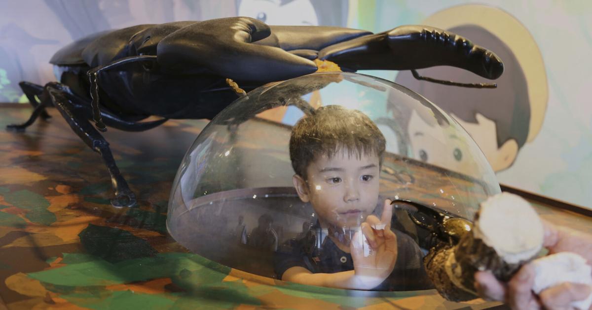 Decatur Bugs Bugs are popular pets in nature-loving Japan, buzzing with lessons ...
