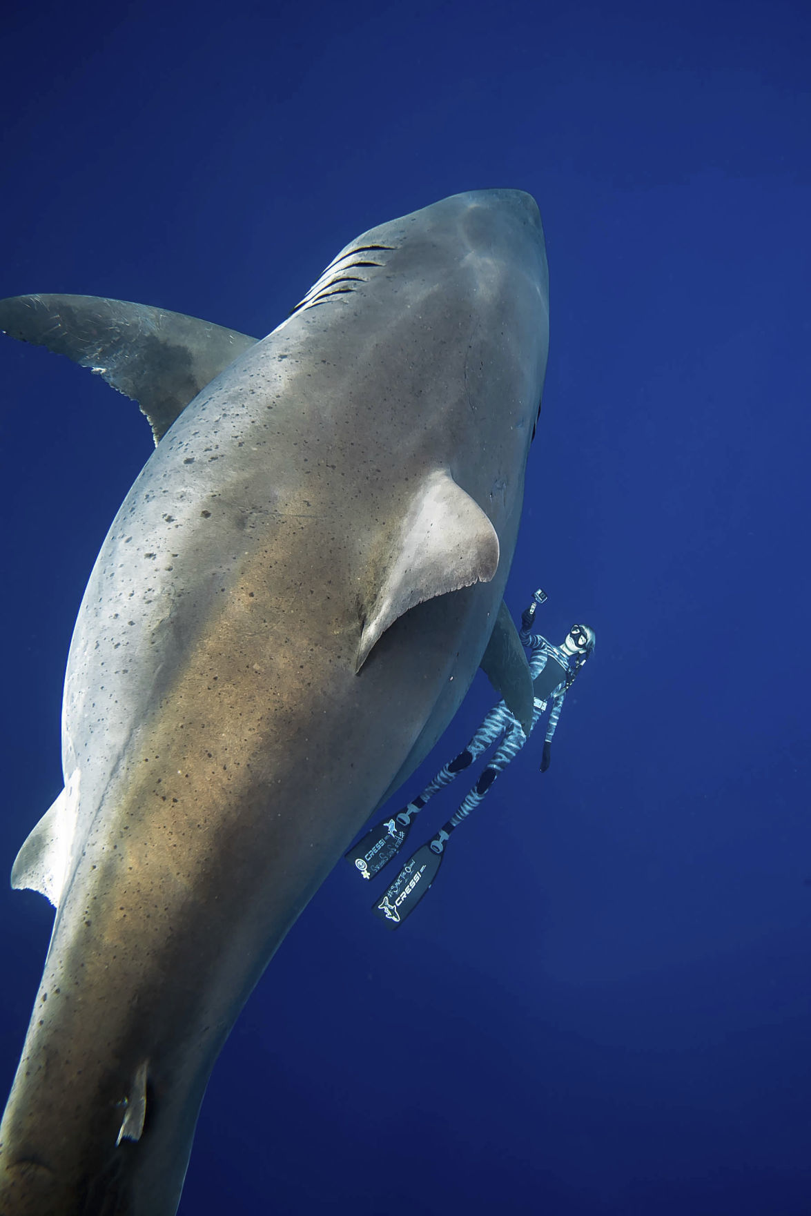 Researchers Come Face To Face With Huge Great White Shark National 