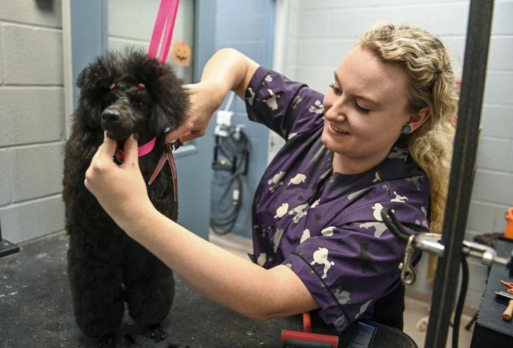 what equipment do you need for dog grooming