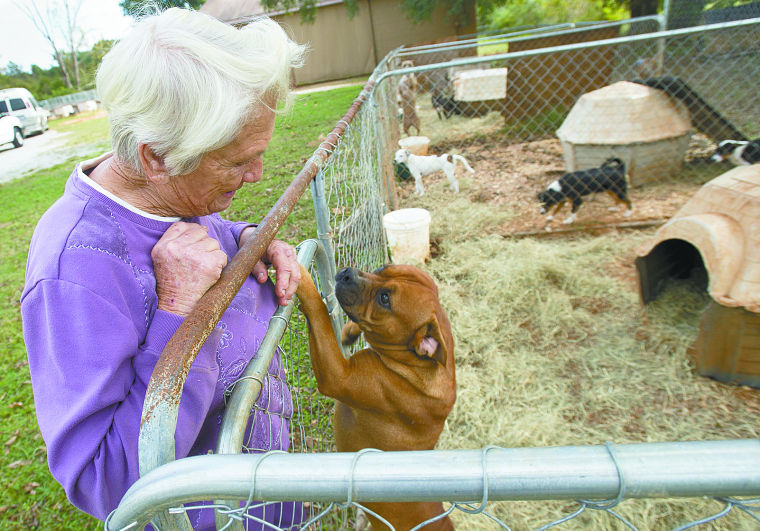 Lawrence takes steps toward permanent animal shelter Local News