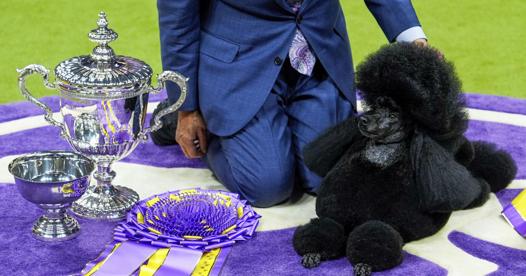 Miniature poodle named Sage wins Westminster Kennel Club dog show - Vimarsana News