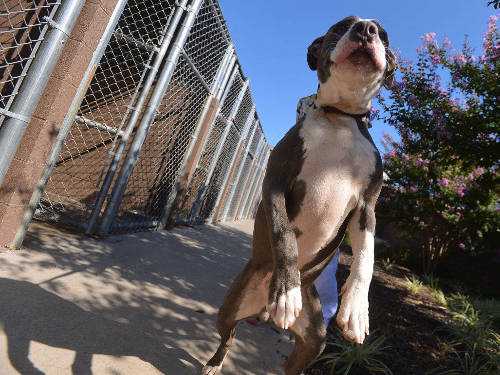 Decatur animal shelter operations smoother a year after upheaval